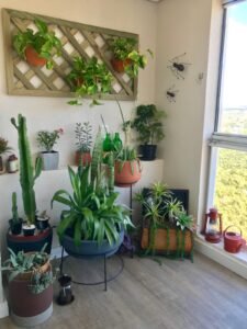 Biofilia - ter plantas em casa é bom