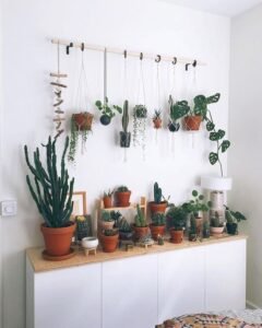 Biofilia - ter plantas em casa é bom