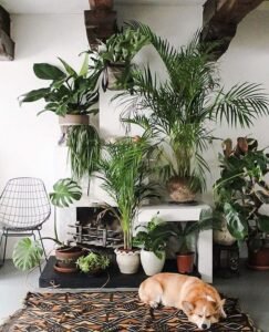 Biofilia - ter plantas em casa é bom